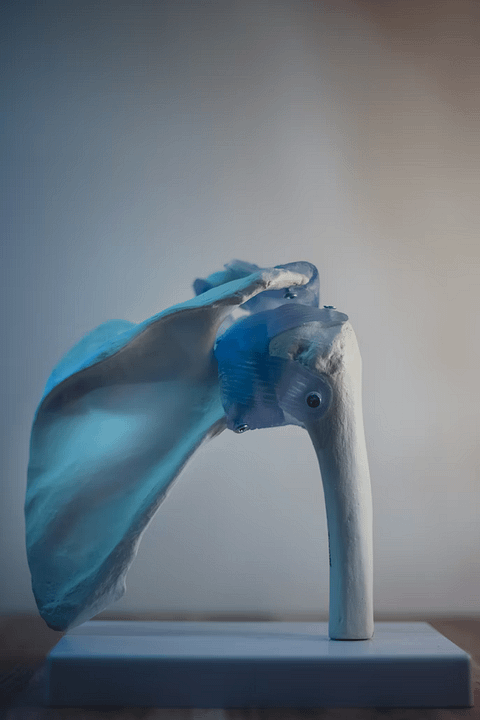 Human Shoulder Joint