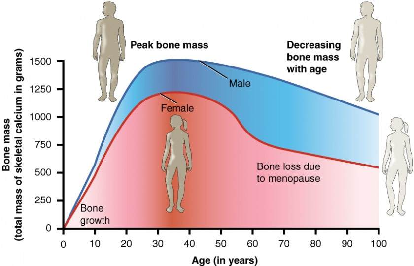 Graphic Depicting the Decline in Bone Mass as You Age